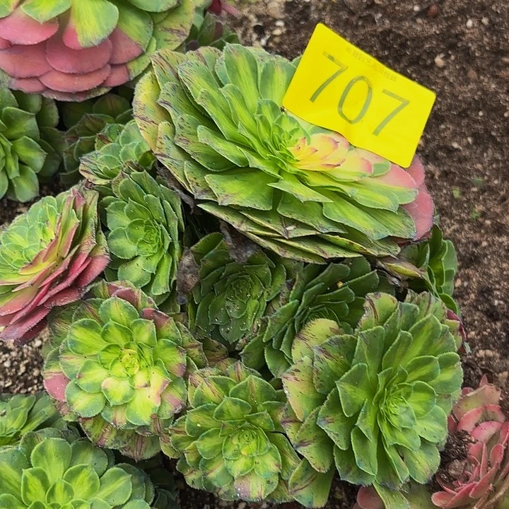 多肉植物知否707个