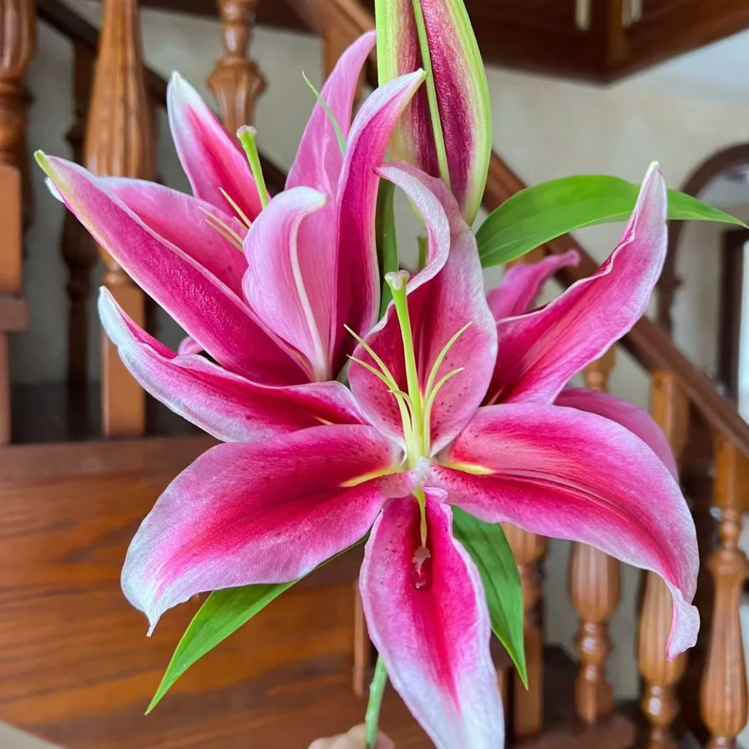 多头黑杰克百合花云南直发水养鲜花家居办公室水养插花