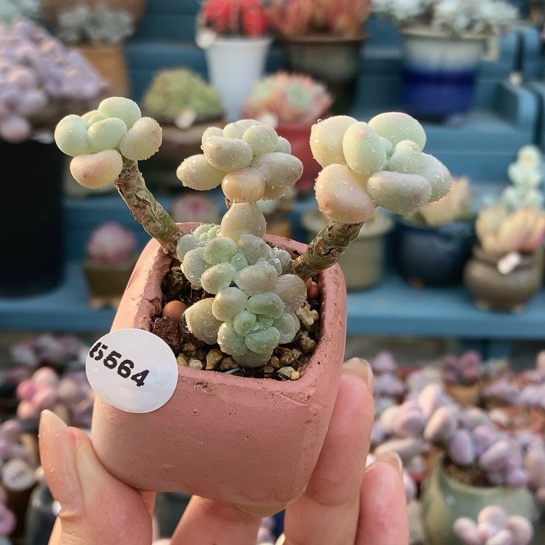 5564洛可可带盆土