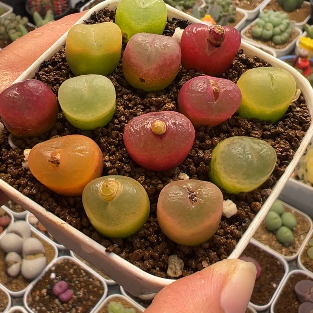 851多肉植物种类多样