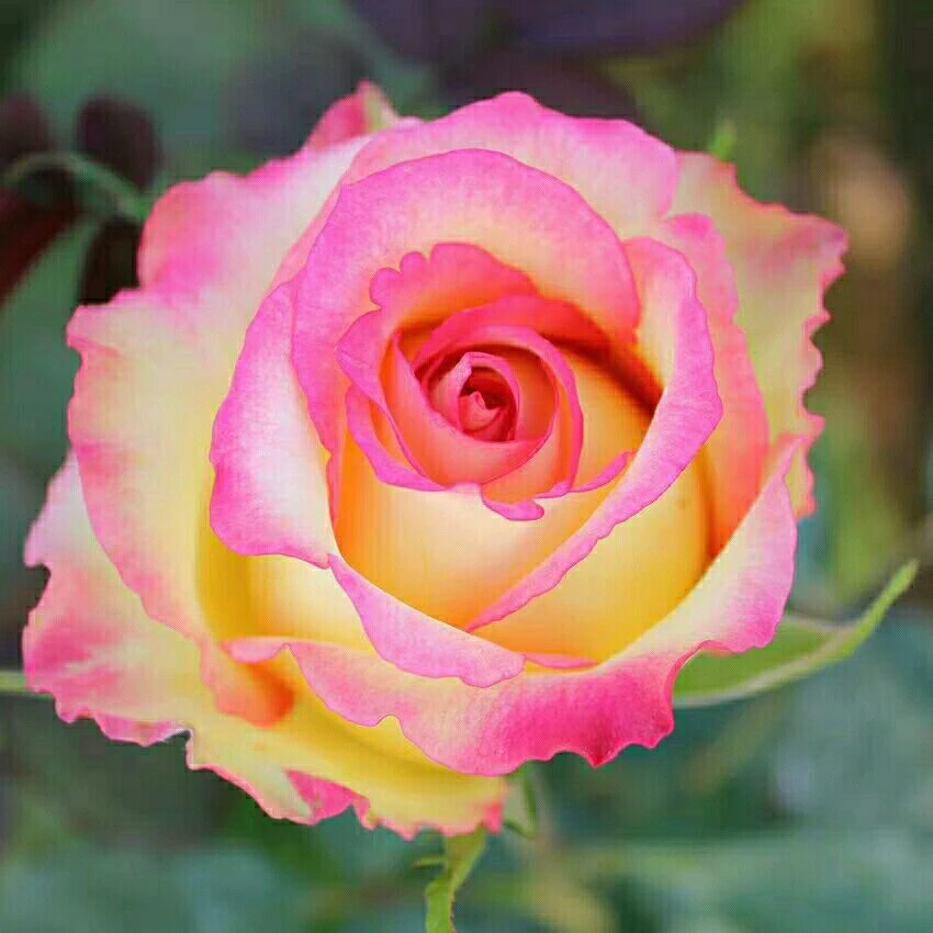 阿班斯月季花苗切花玫瑰大花杯状月季花苗灌木切花盆栽庭院植物