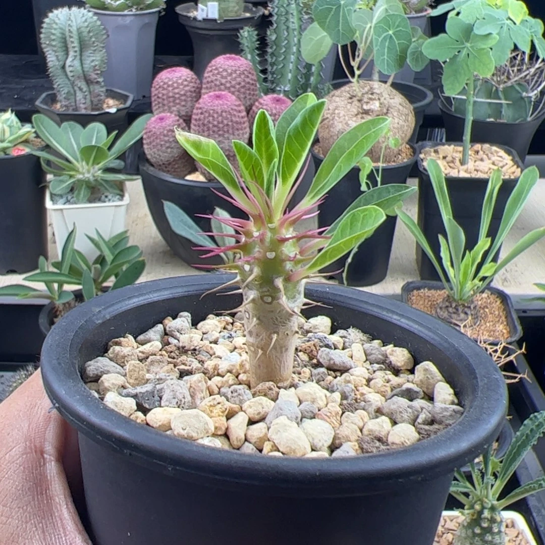 鬼切阁大戟实生一物一拍带盆发