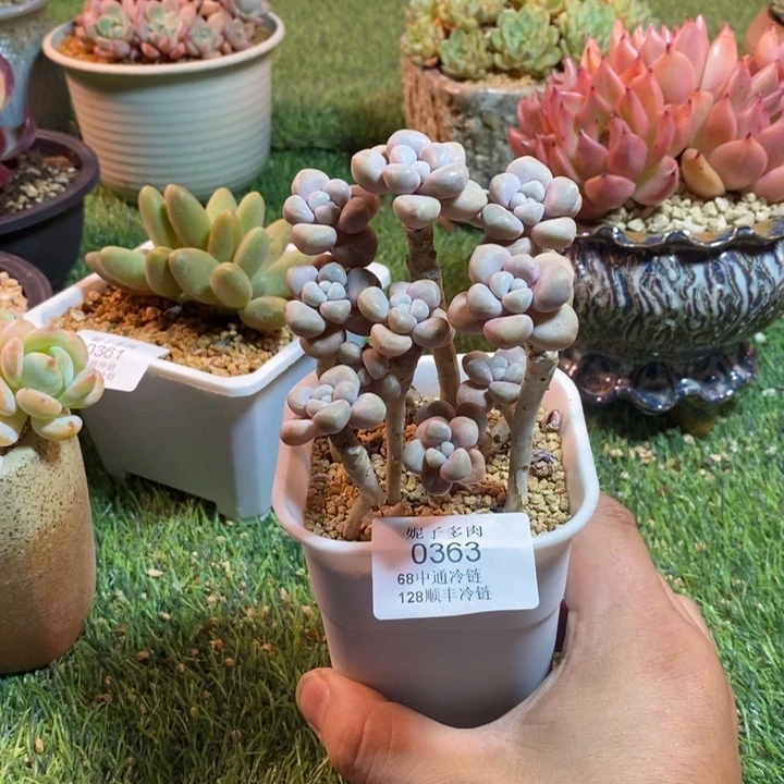 0363啊啊啊啊啊啊啊啊啊啊