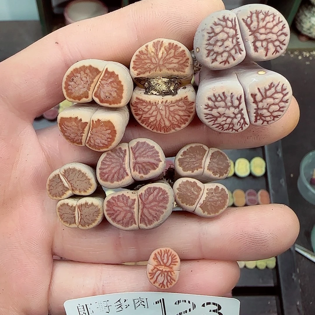 f***卷满满18包邮1230-123