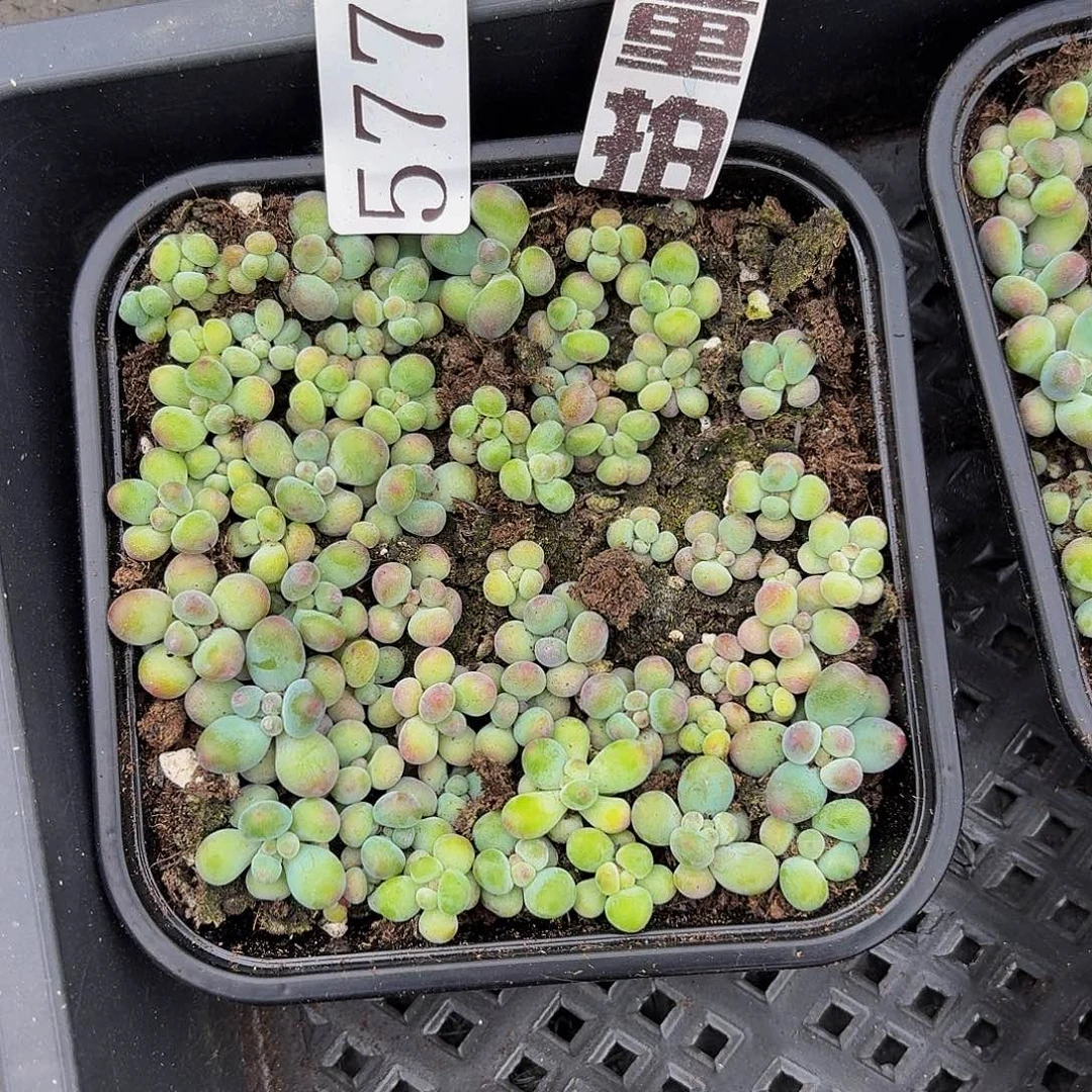 多肉植物多肉植物577量拍