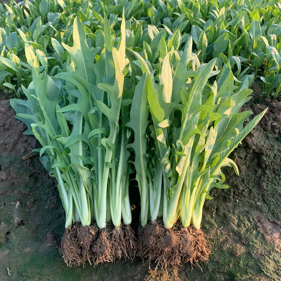 正宗博白甜麦菜种苗产地直发带泥带土阳台空地花园花盆采摘3-4月
