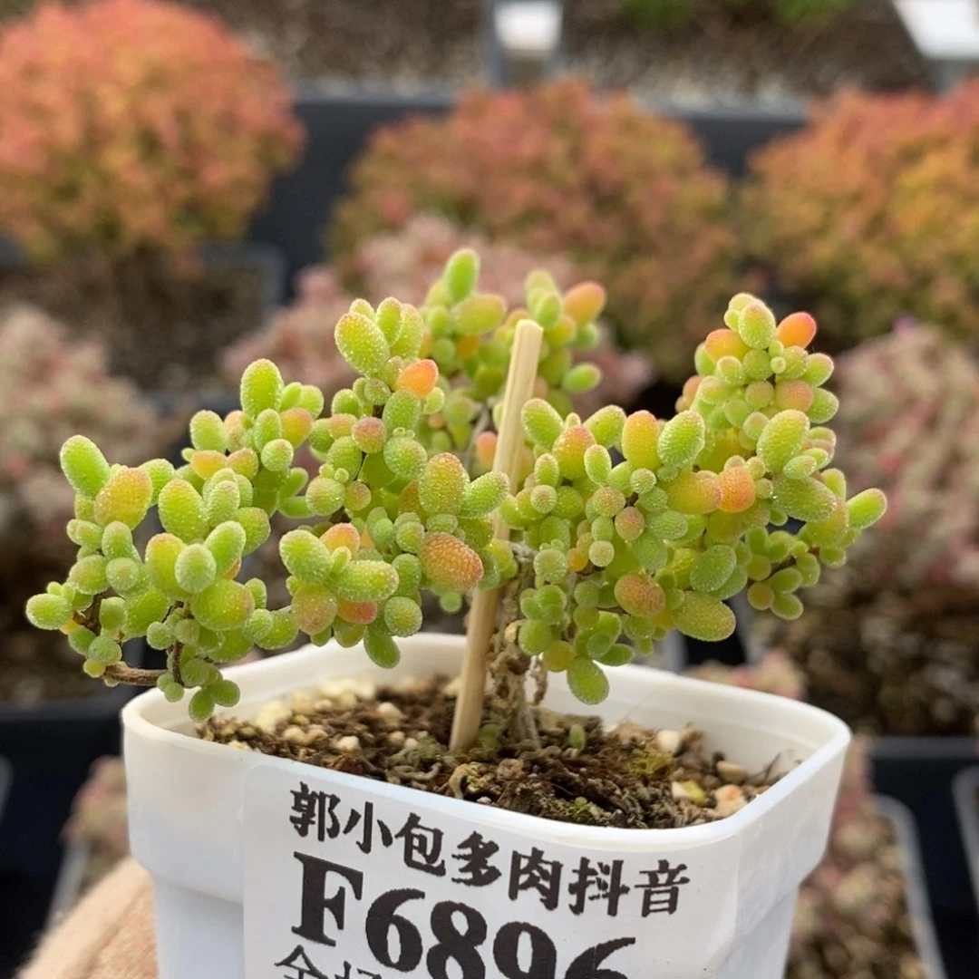 蜜橘糖球6896枝干番杏