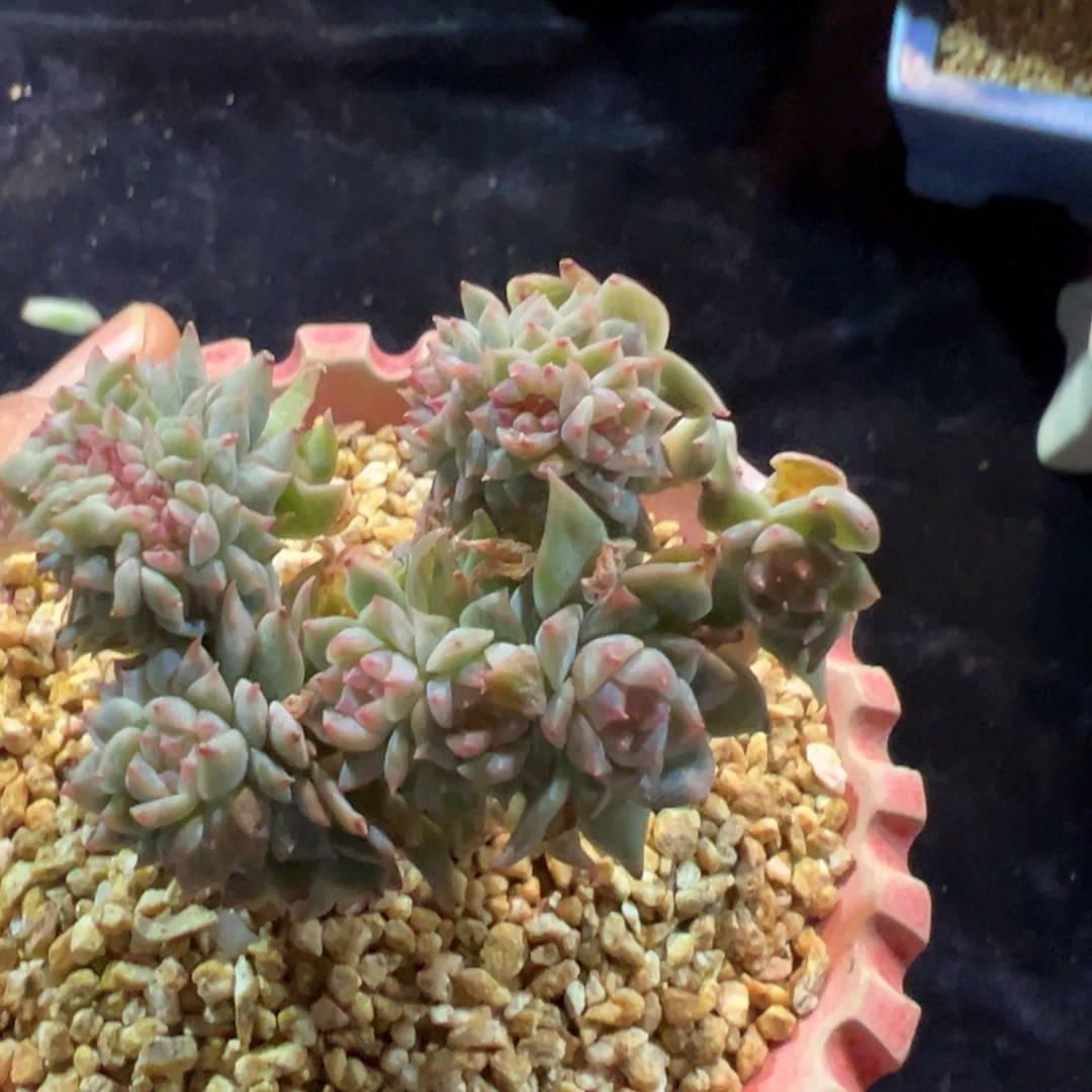 新年快乐新年快乐