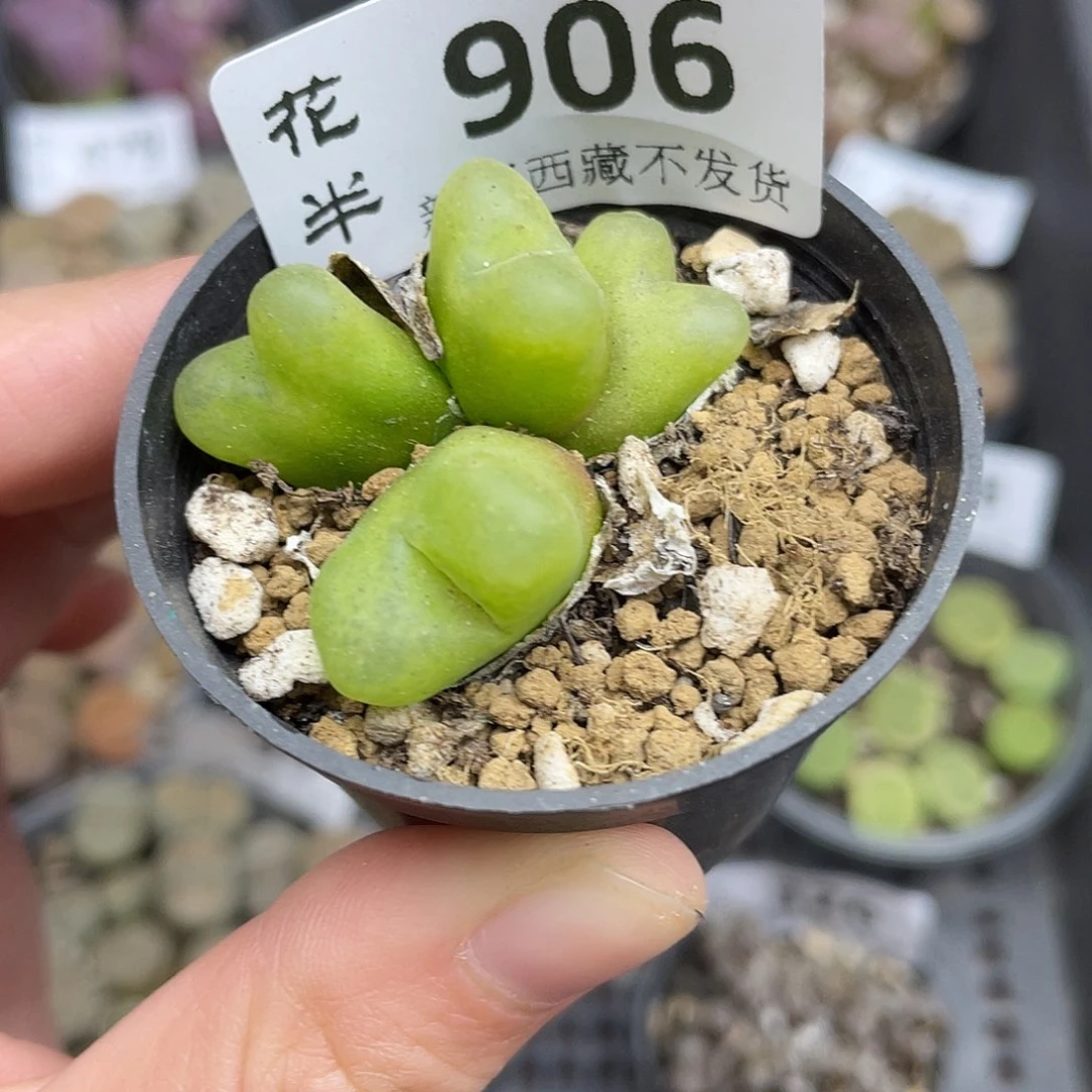 90600000花花花花花花花