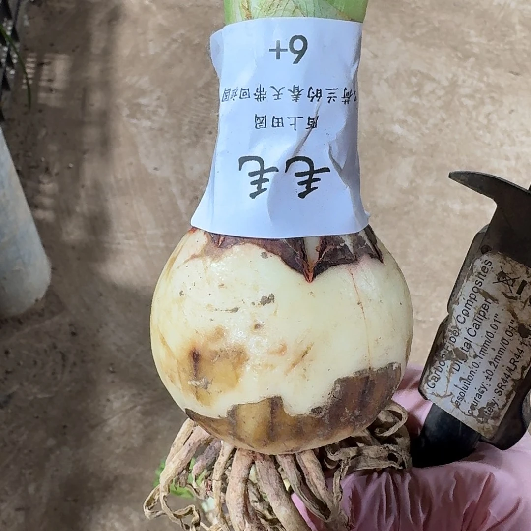 毛毛6厘米开花球双花剑