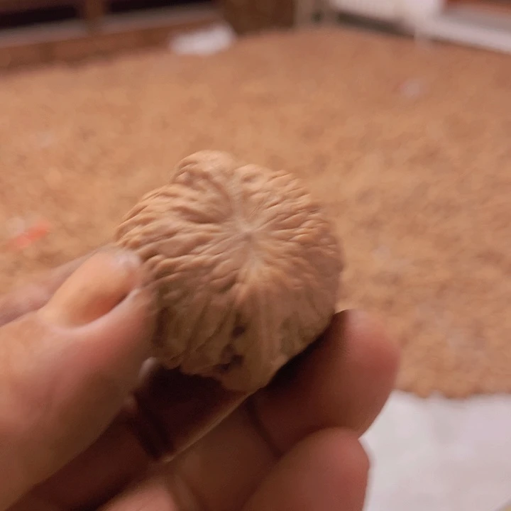 完全开放文玩核桃种子