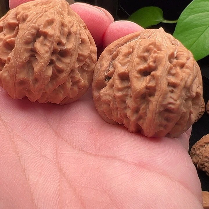 木质类野生小粗筋42尺
