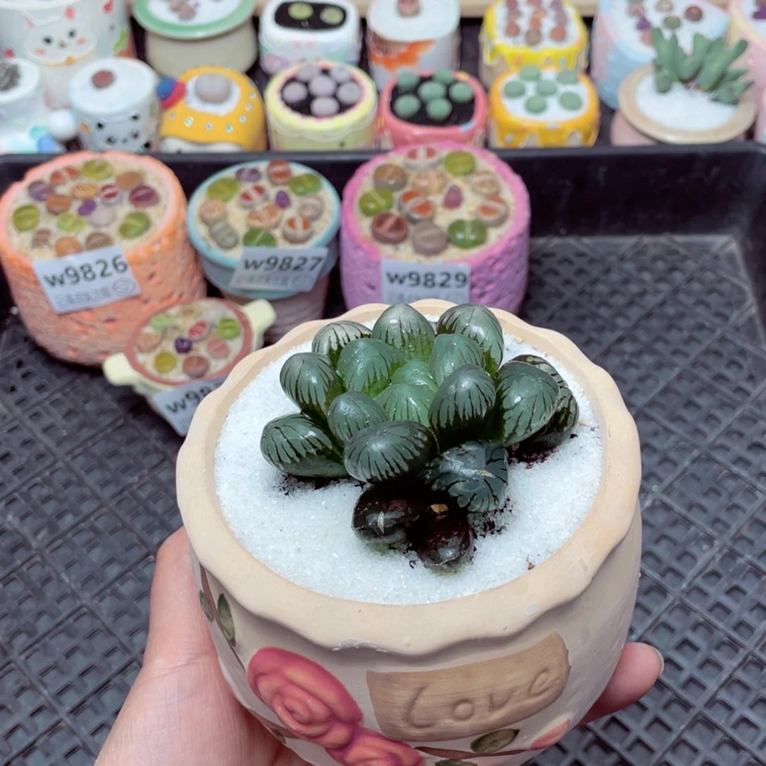 w9830 -零下地区拍保温箱-15支持寄养