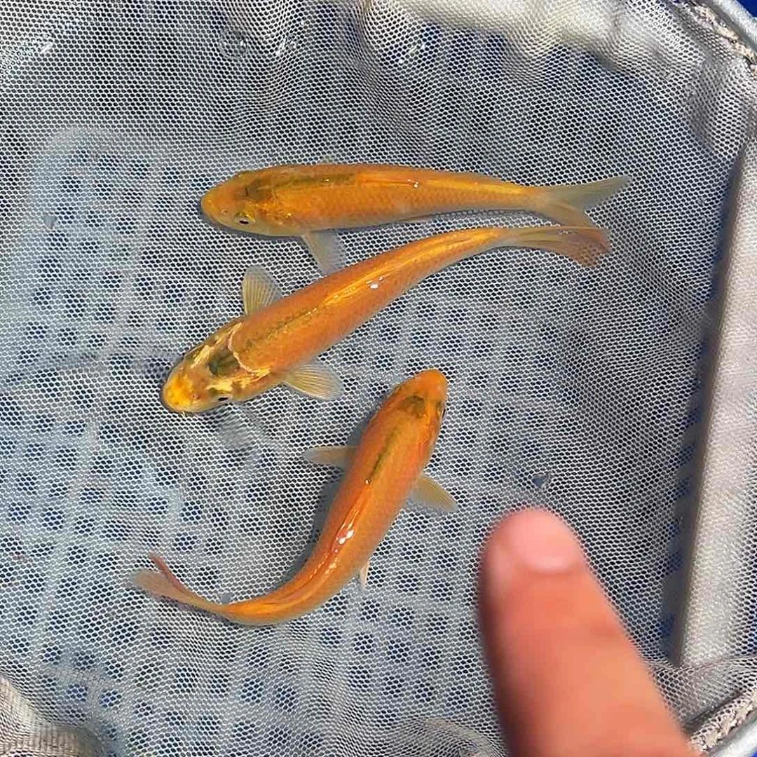 锦鲤锦鲤观赏鱼1111