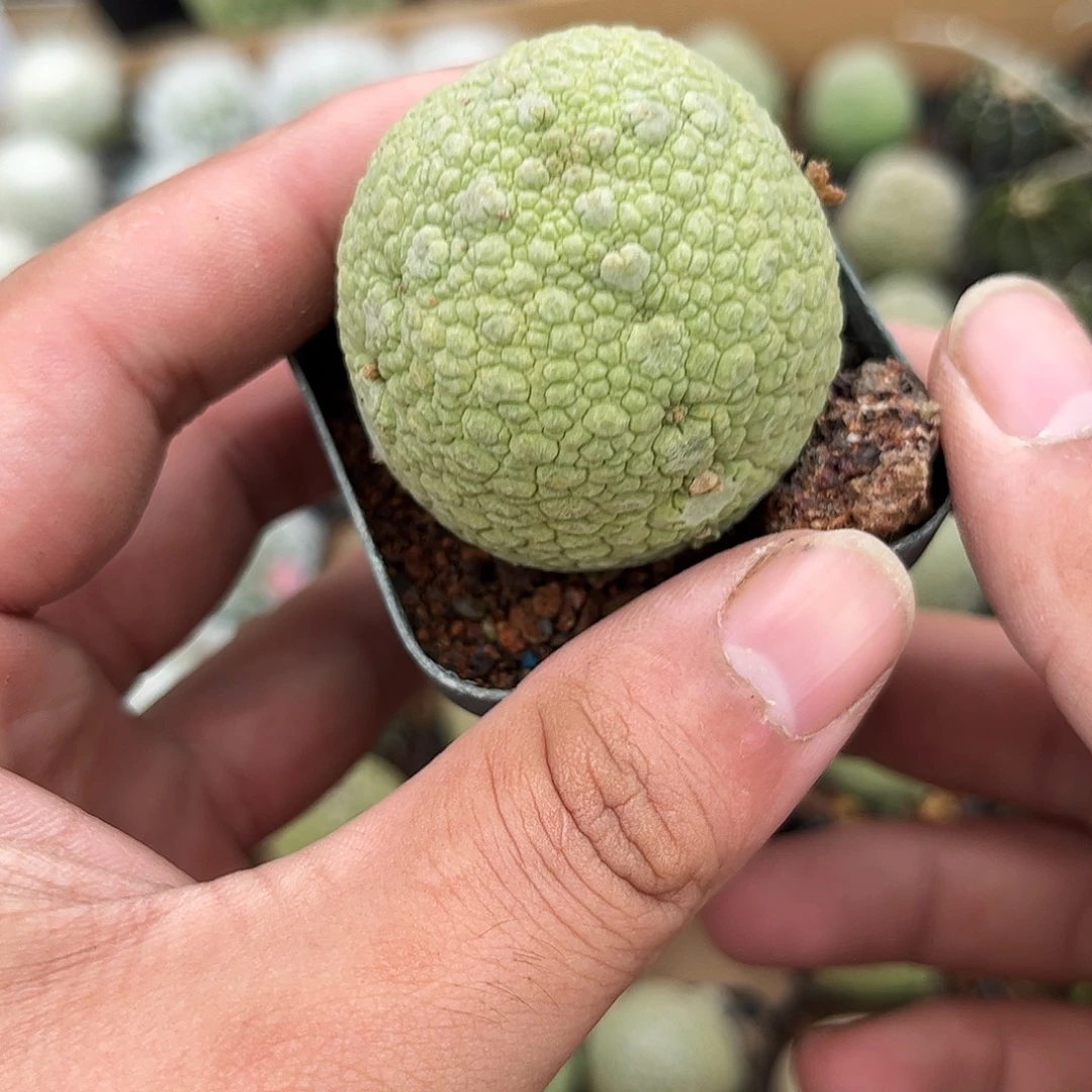 凝蹄玉精选单头发货有根发货