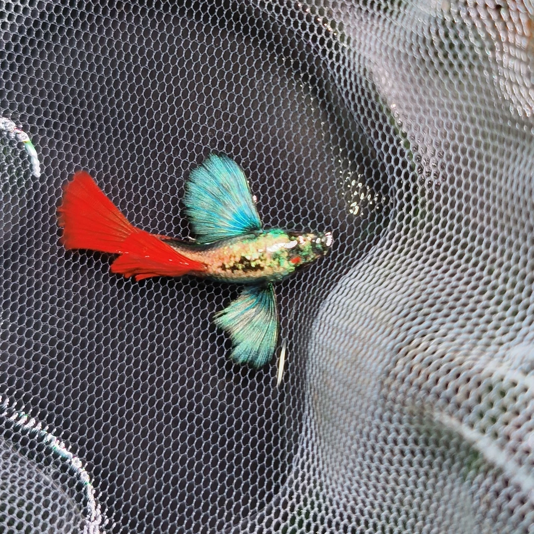 越系凤尾鱼花蝴蝶孔雀鱼精品大耳基金观赏鱼鱼鱼观赏鱼包邮观赏鱼