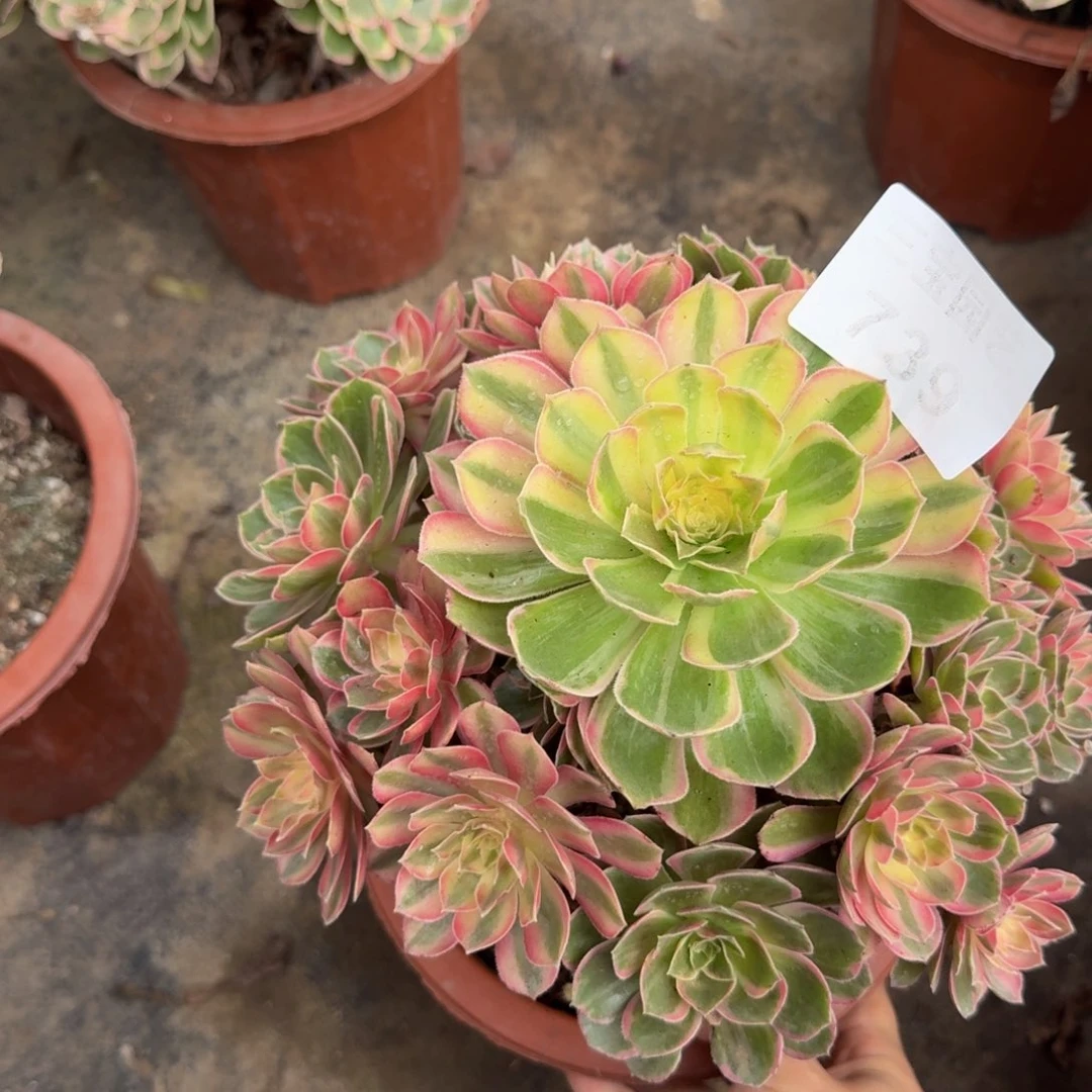 飞***师多肉植物739黑魔锦