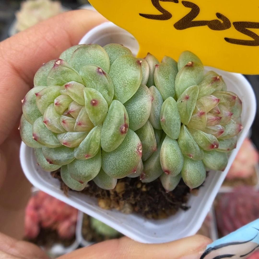 透心珍妮可拍5205号。