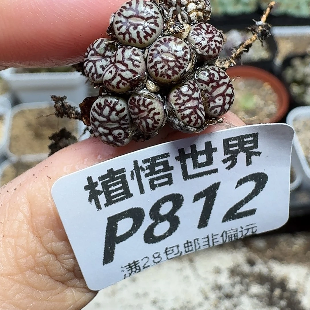 多肉植物的人Gbnnn