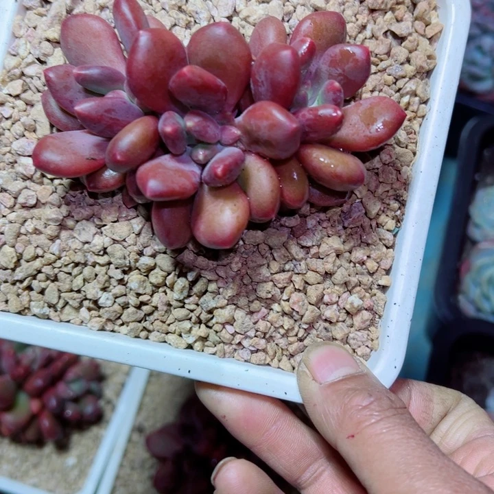 精品多肉植物老桩