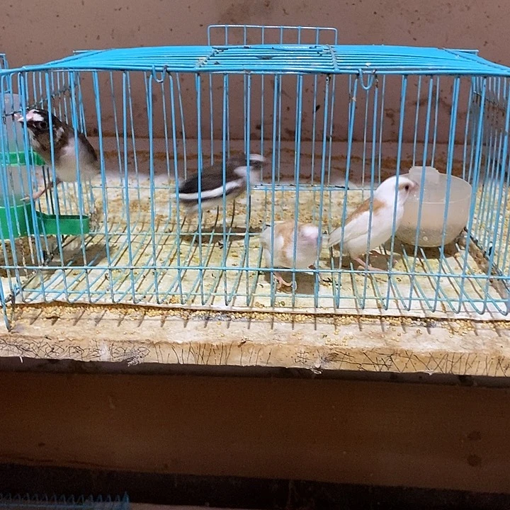 文鸟柯**?十姐妹4只