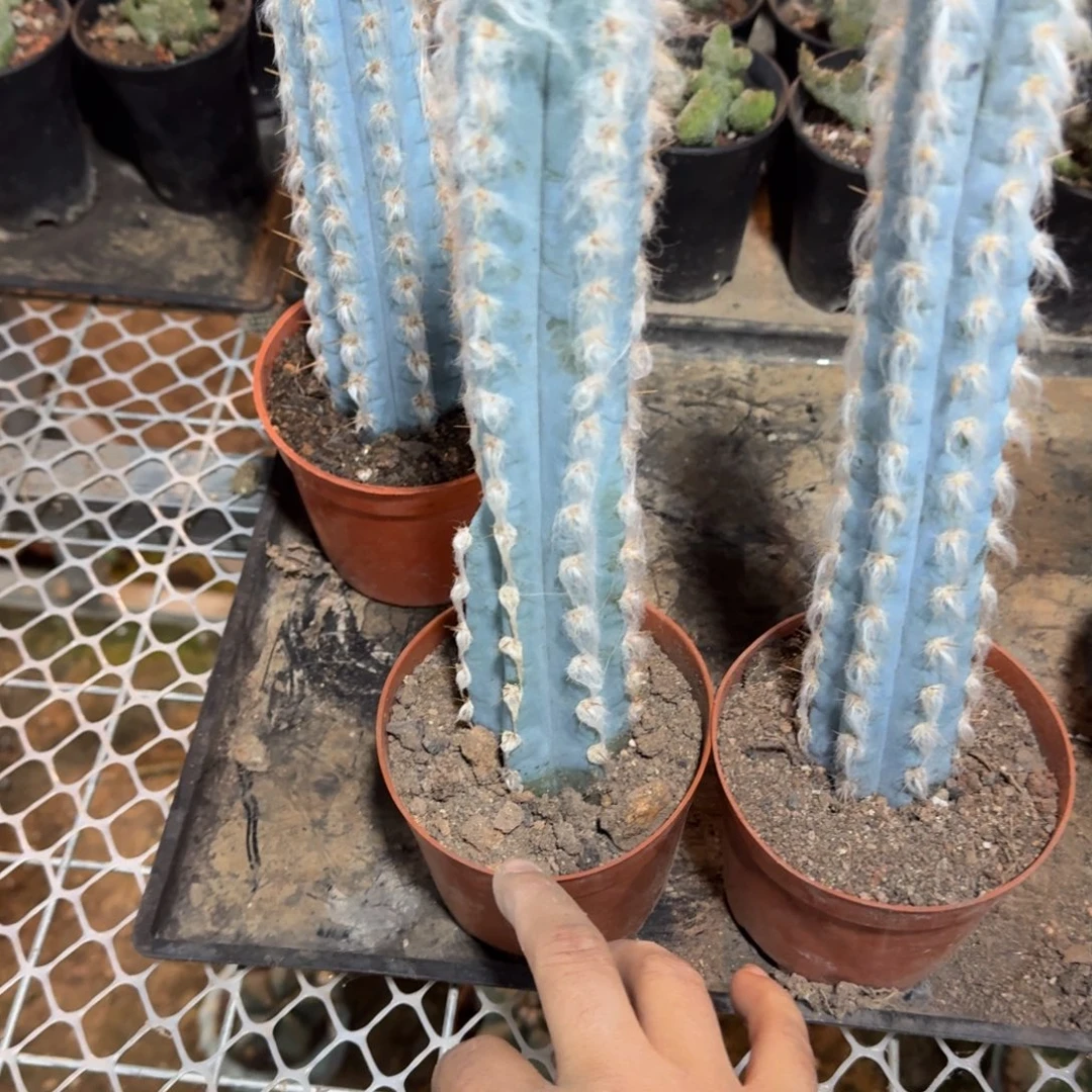 画***华可口可乐了可口可乐了