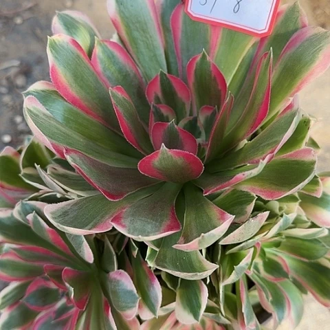 多肉植物粉女郎57