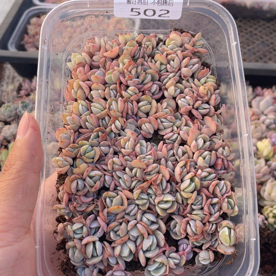 云糖心多肉植物502
