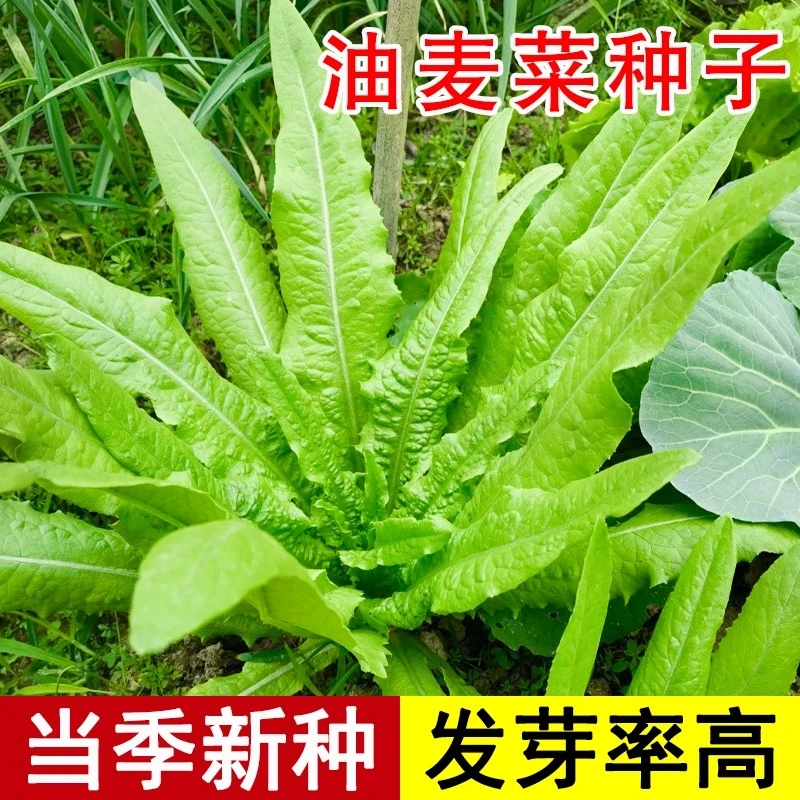 甜脆油麦菜种子清香无斑油麦菜种子四季水果水果庭院有机蔬菜种子