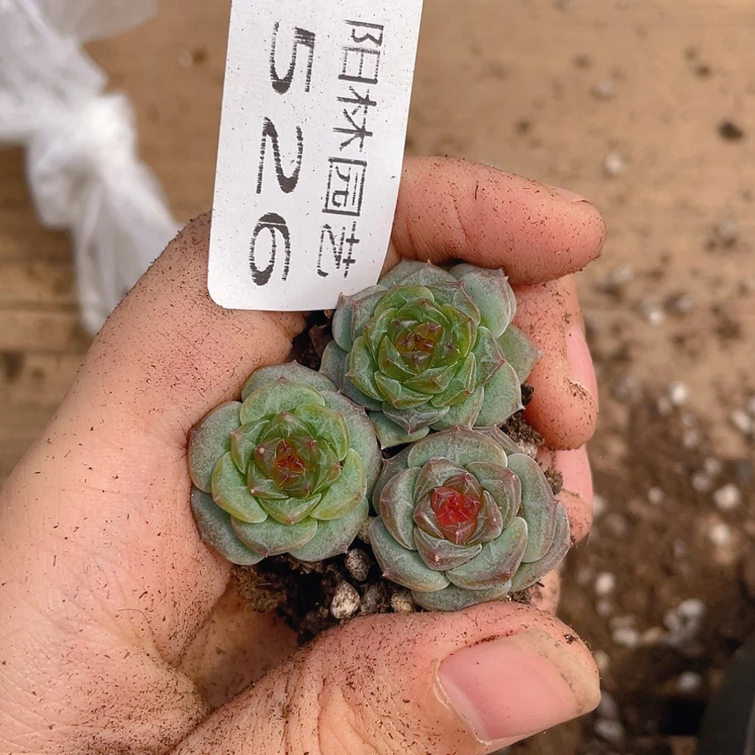 多肉植物多肉植物526