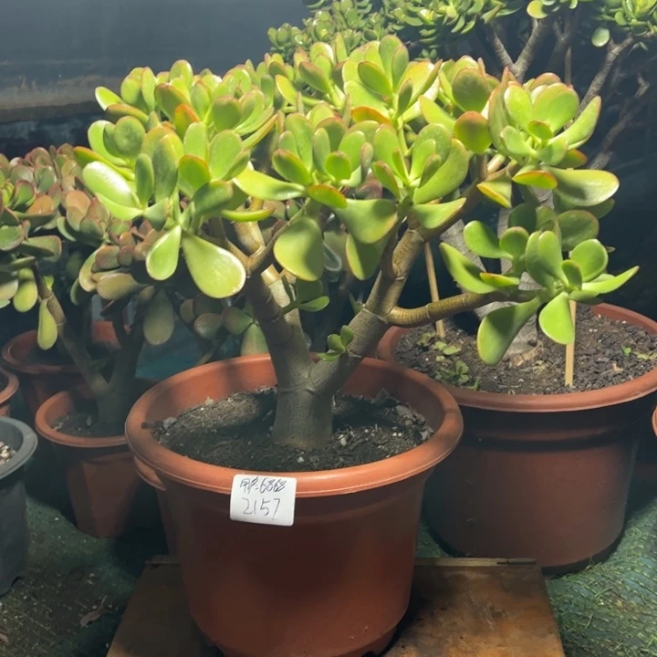 用***5大颗黄金花月带小土球发货