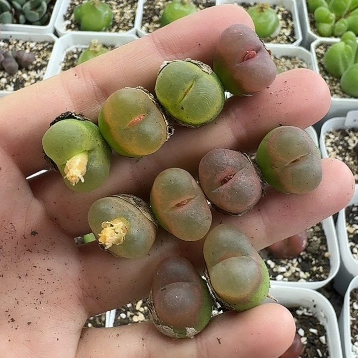 老马生石花彩毛2601