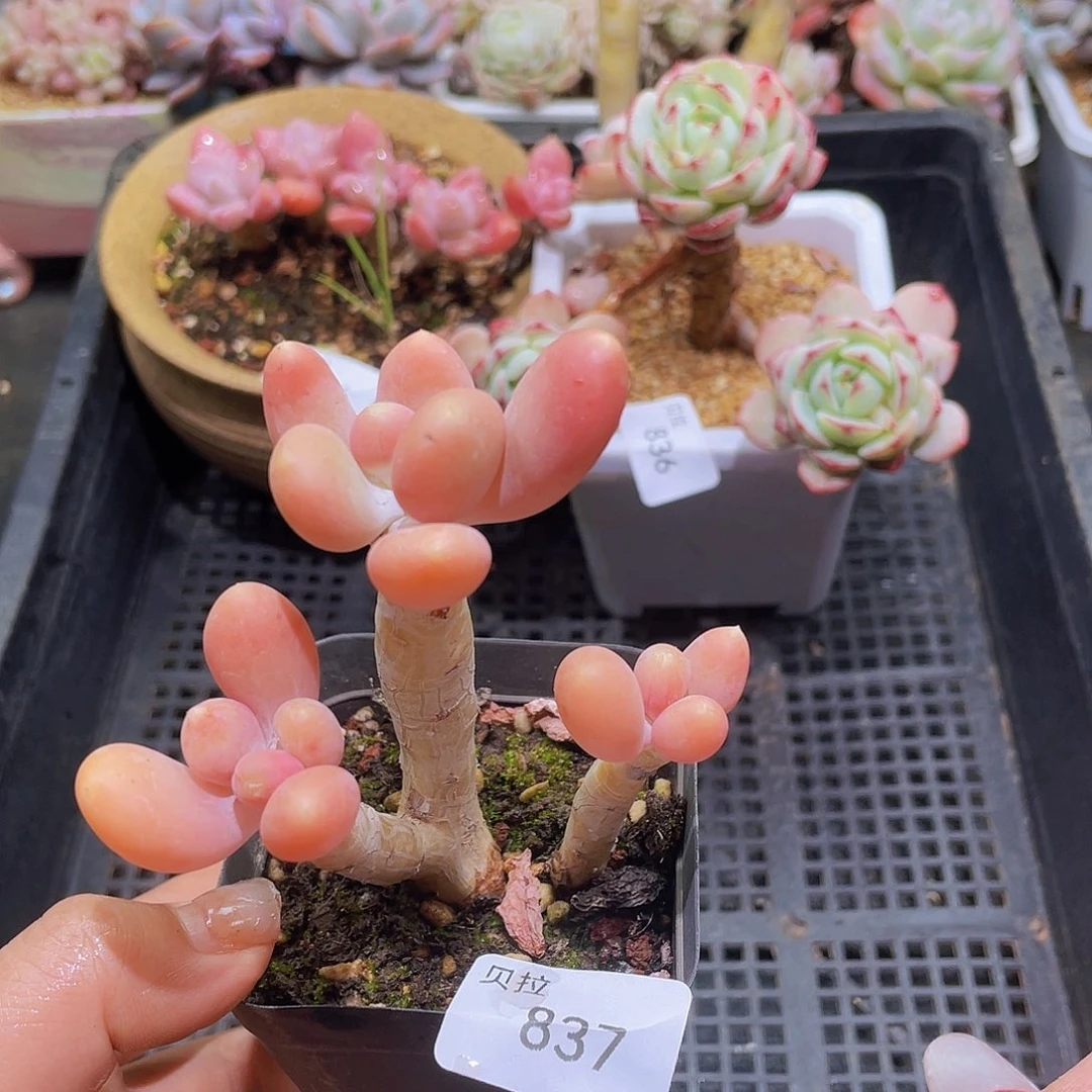 837 精品多肉一物一拍