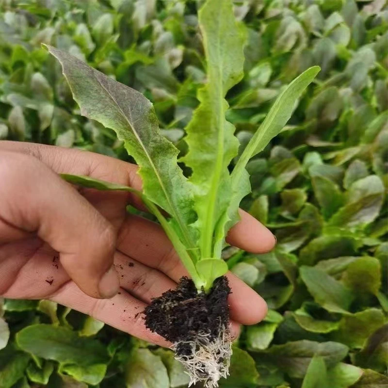 秋冬耐寒蔬菜苗莴笋苗莴苣苗青皮莴笋苗阳台庭院蔬菜苗秧现挖发货