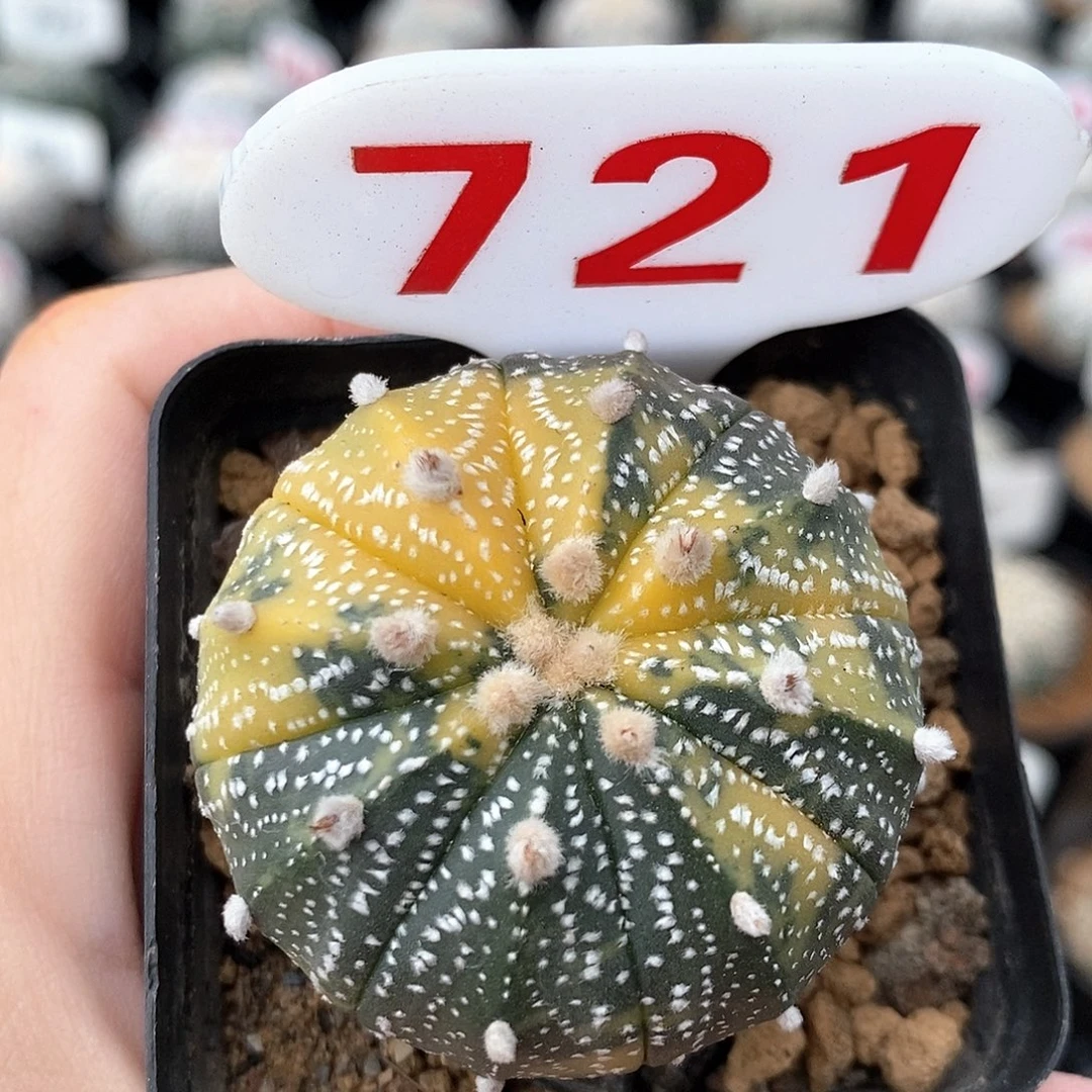 721兜锦系列福利来袭来