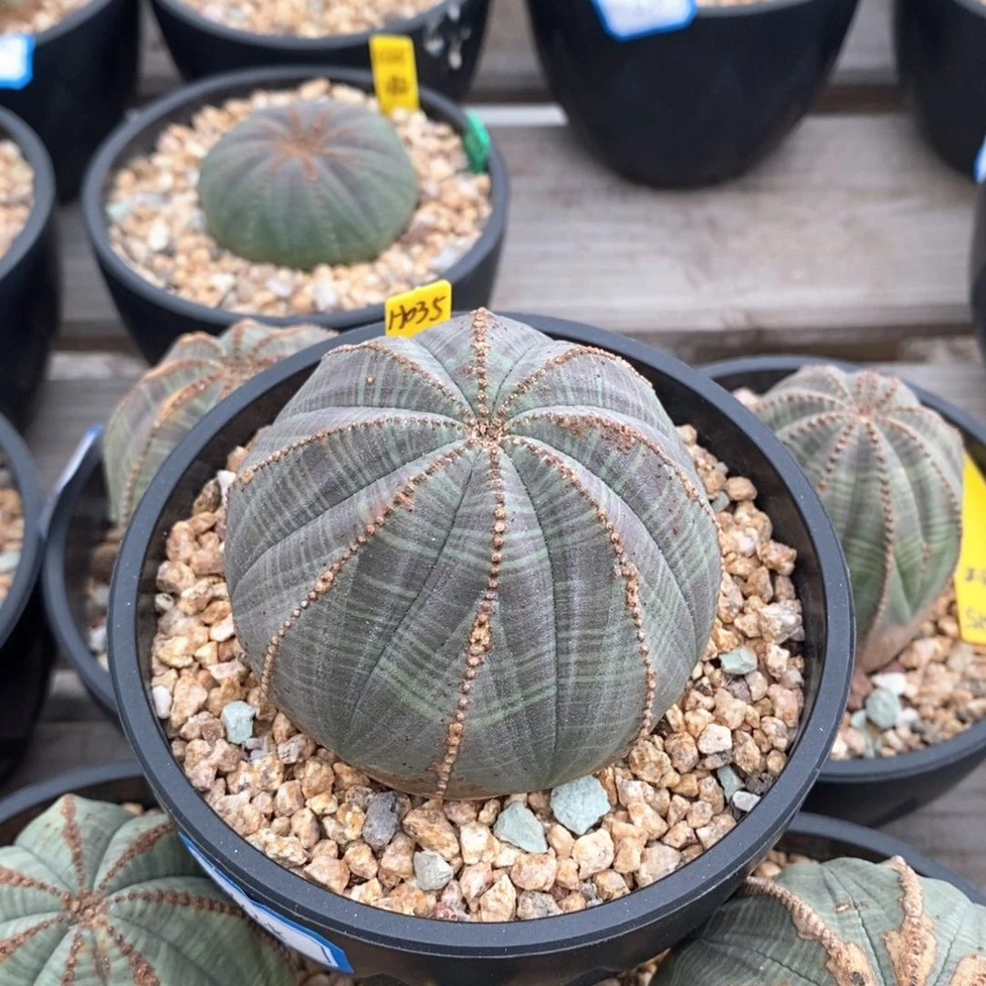 46 欧系实生布纹球多肉植物