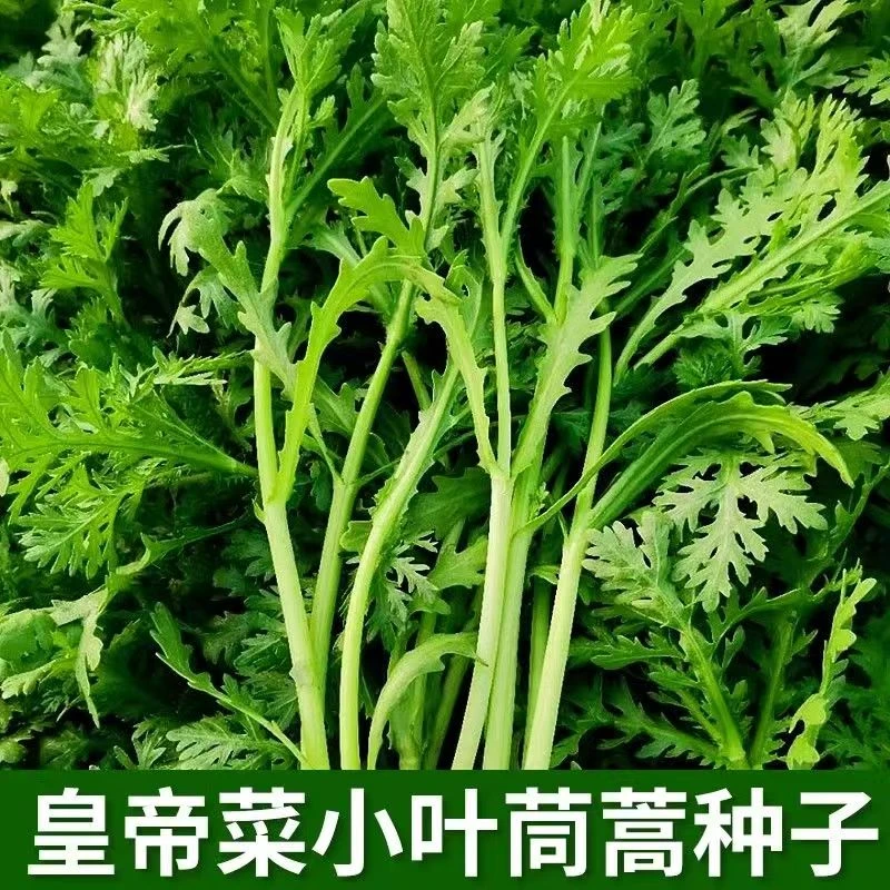 川塔光速小叶茼蒿种子 皇帝菜光杆小叶茼蒿 口感细嫩 种植简单