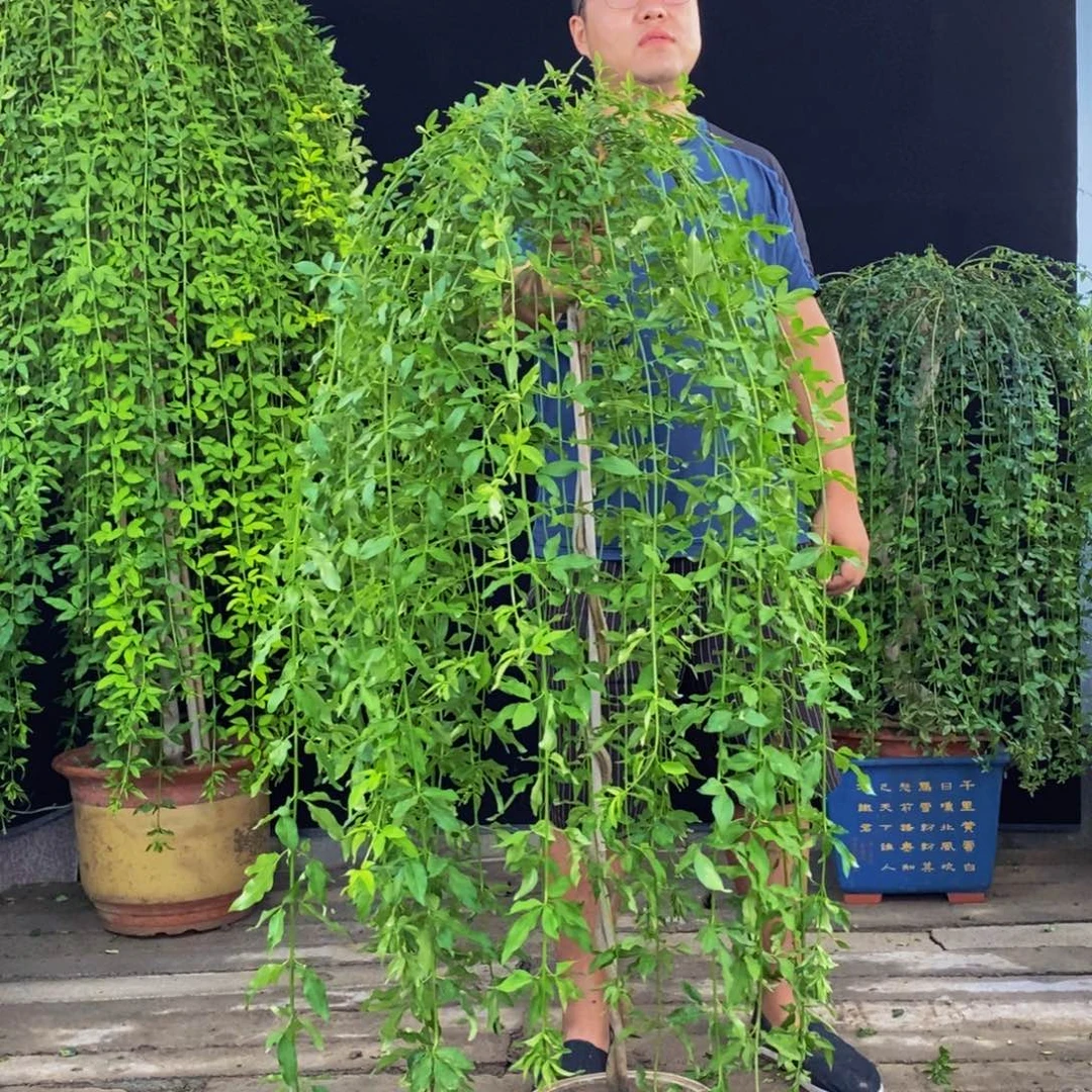 探春花，一物一拍，