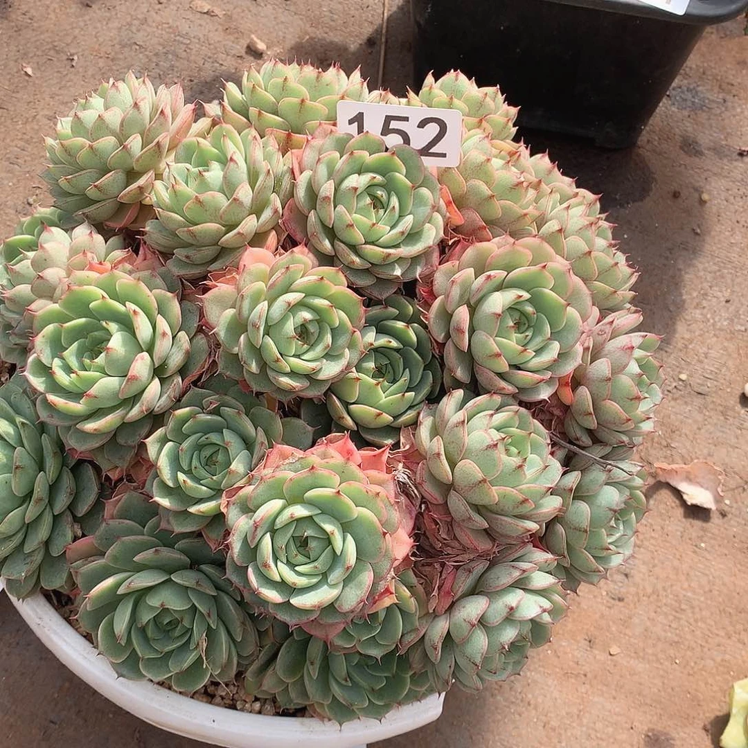 152本吧一物一拍多肉