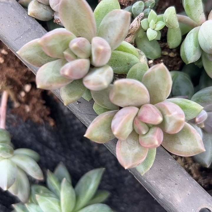 雪戴利美人个体特价多肉