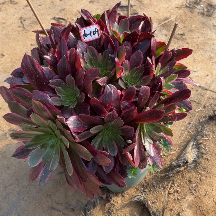 16-109赤霞飞多肉植物