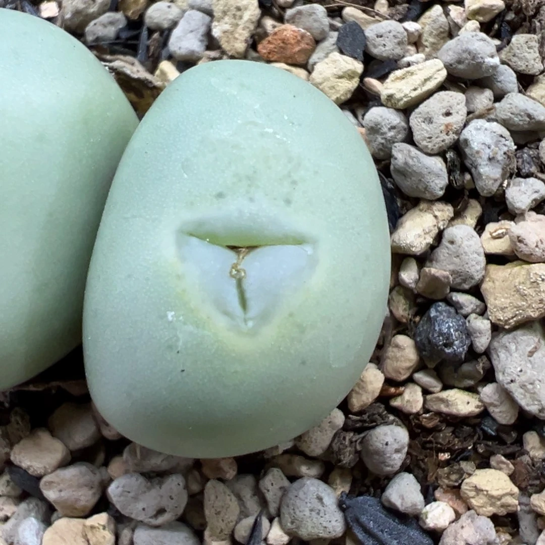 梦**n小熊嘴切头烯字多肉