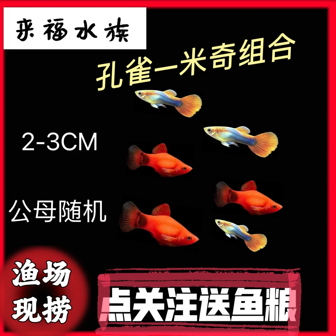 (组合)米奇孔雀小型观赏米奇鱼热带淡水好养耐活新手练手鱼