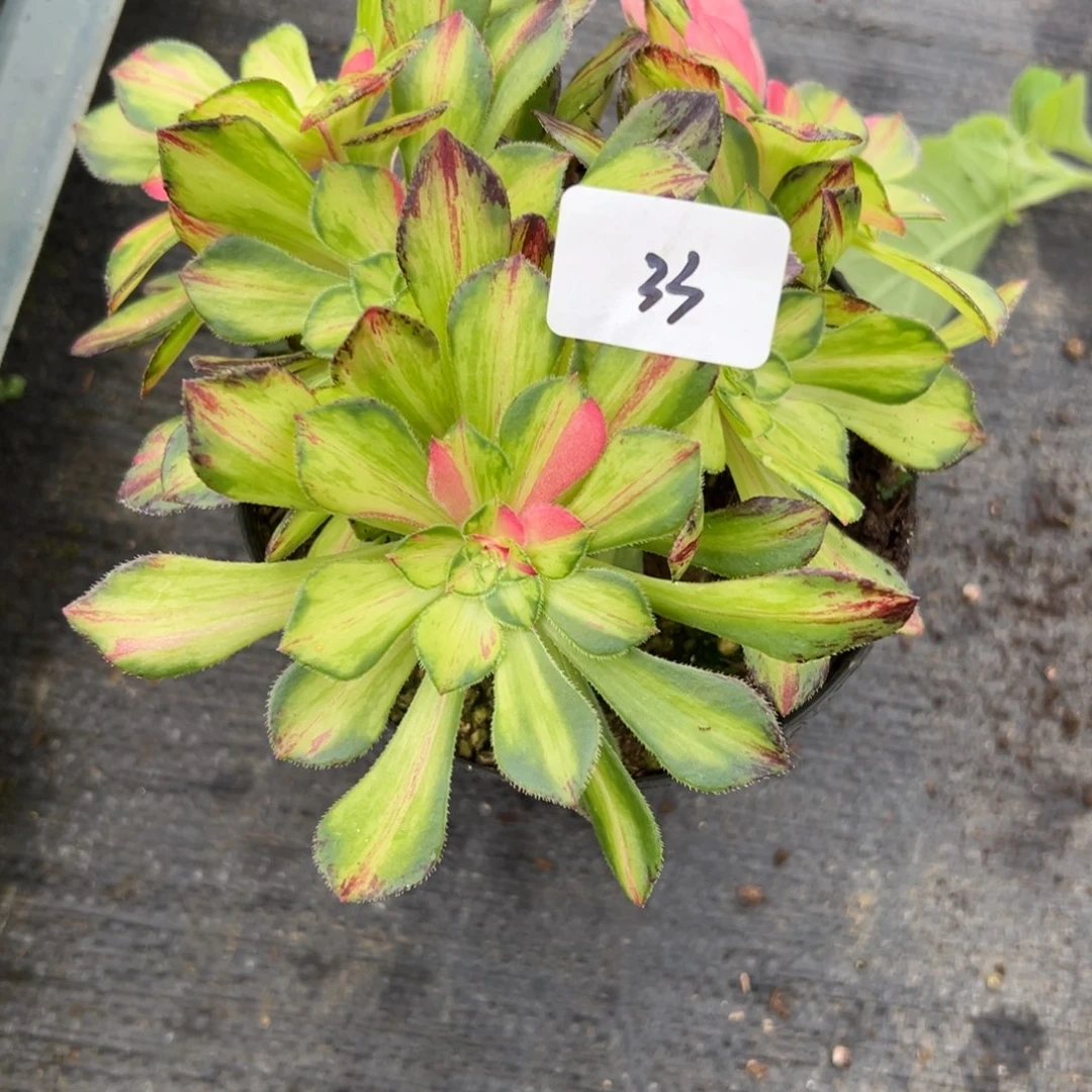 33知否多肉植物系
