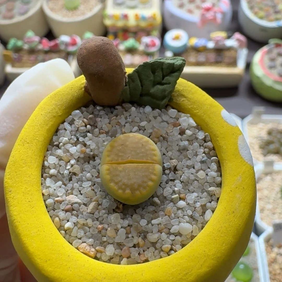0923-006连盆带花黄巴厘