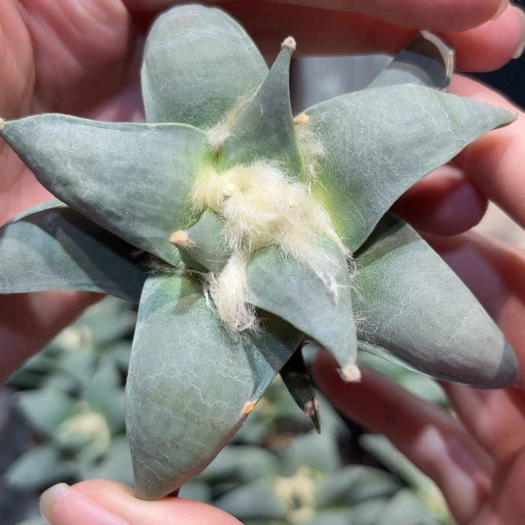9cm实生白肌水波纹青瓷牡丹