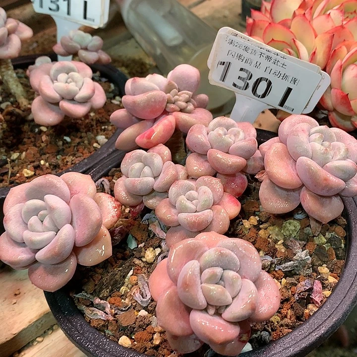 d****m130L花瓣露肩连