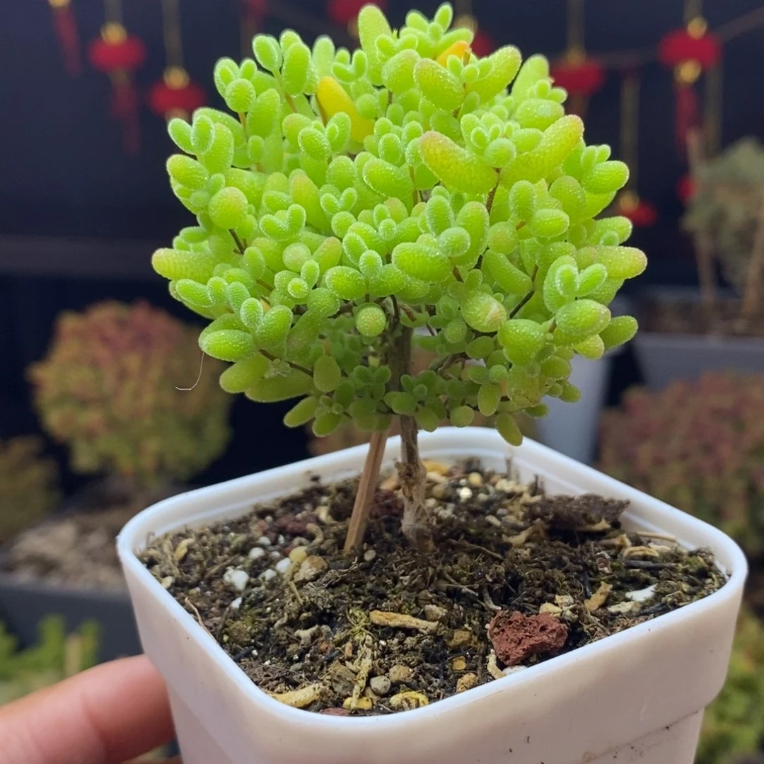 189号金桔糖球枝干多肉