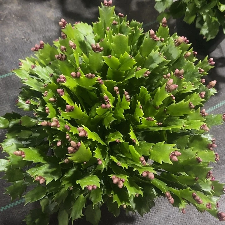 青***儿当前无花栽培后可以开花