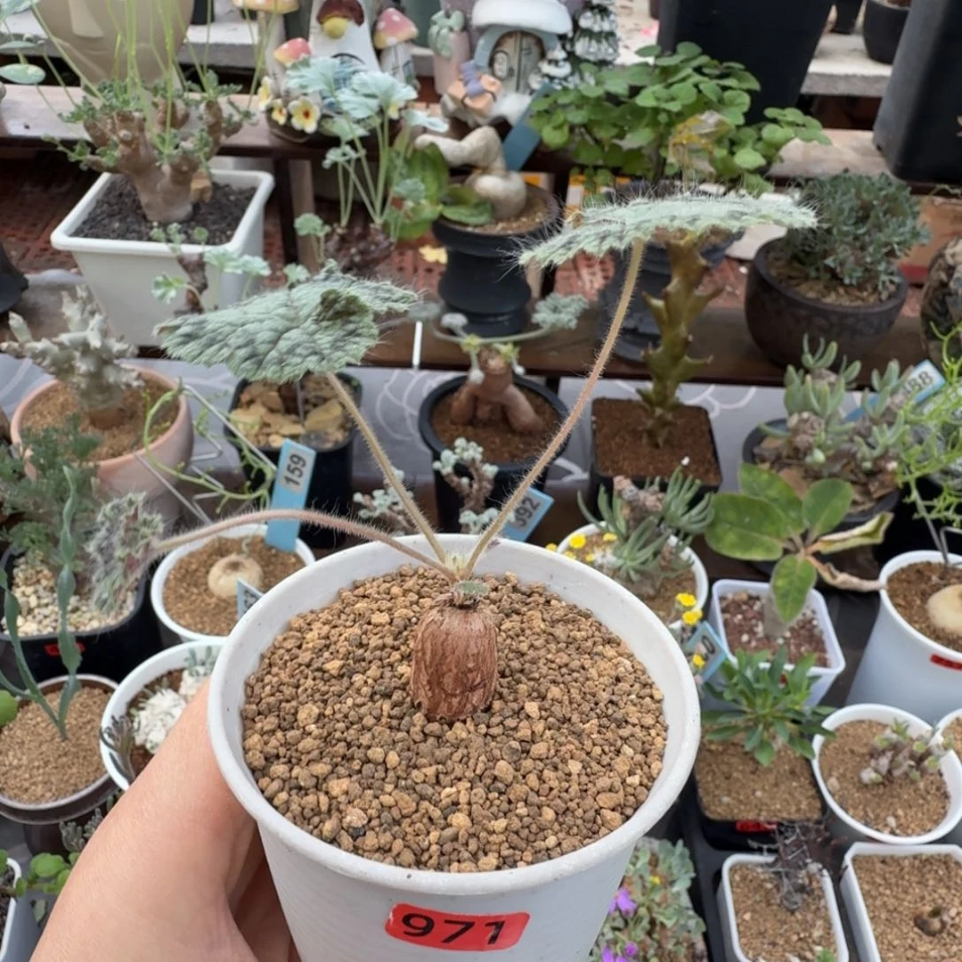 圆叶洋葵971仙人掌